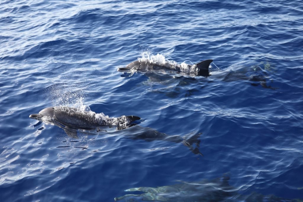 Scientists preparing for deep-sea research in the Beata Submarine Ridge