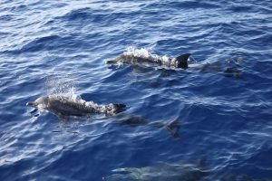 Scientists preparing for deep-sea research in the Beata Submarine Ridge