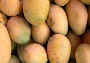 Dominican mango orchard under strengthened phytosanitary monitoring