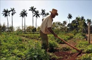 Agricultural harvest in the Dominican Republic with crops ready for distribution
