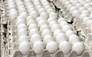 Containers loaded with Dominican eggs prepared for export to Cuba