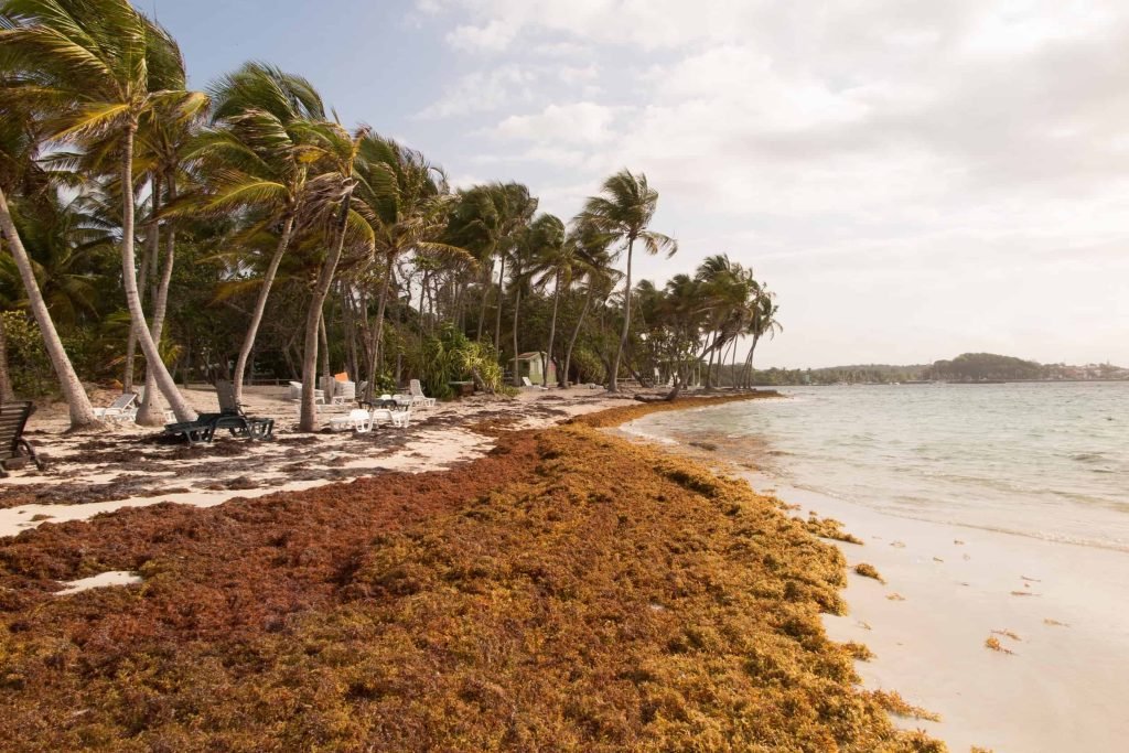 Sargassum being removed from a beach on the Dominican Republic's eastern coast