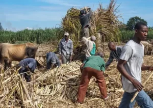 Central Romana sugarcane workers and agricultural operations in the Dominican Republic