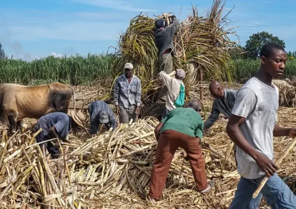 Central Romana sugarcane workers and agricultural operations in the Dominican Republic