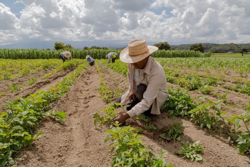 Farmland showing climate-resilient crop management practices