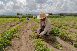 Farmland showing climate-resilient crop management practices