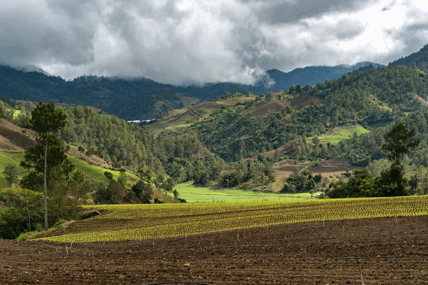Constanza