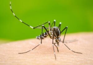 Health worker monitoring dengue prevention in the Dominican Republic