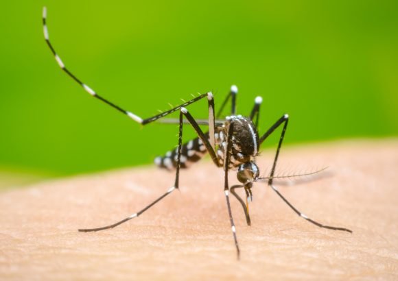 Health worker monitoring dengue prevention in the Dominican Republic