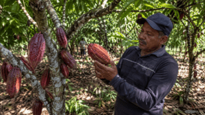 Dominican cocoa farmer inspecting ripe cacao pods on a plantation in the Dominican Republic