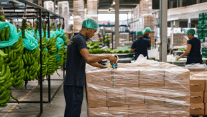 Dominican workers packing agricultural exports