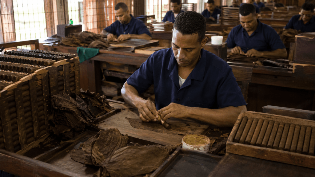 Dominican cigar workers producing premium cigars for international export