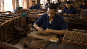 Dominican cigar workers producing premium cigars for international export