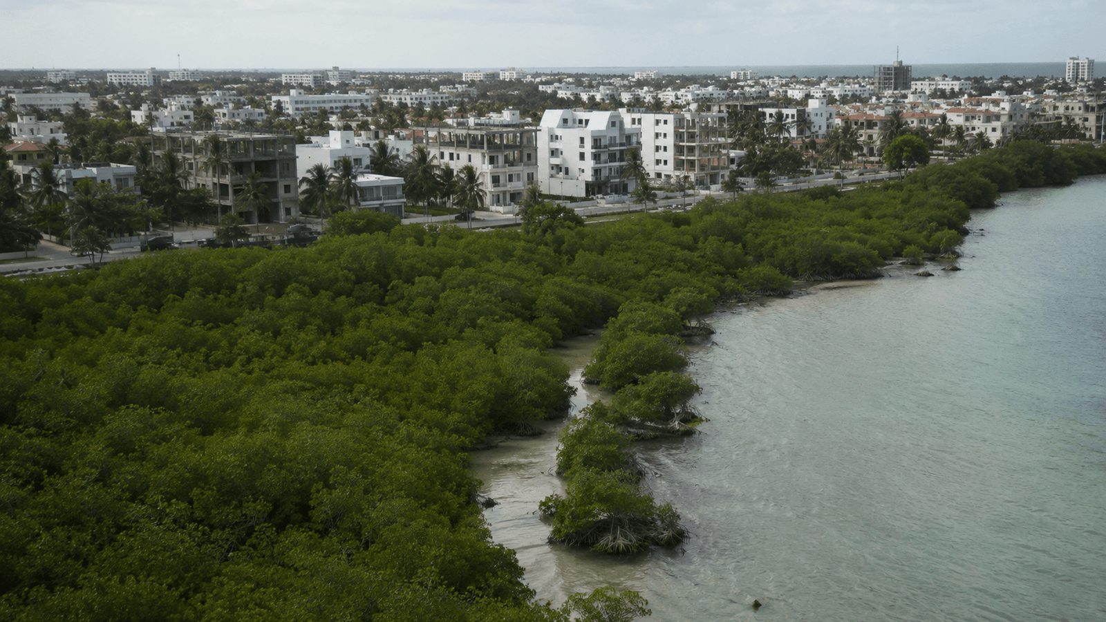 Mangrove habitat bordering developed coastal areas in the Dominican Republic
