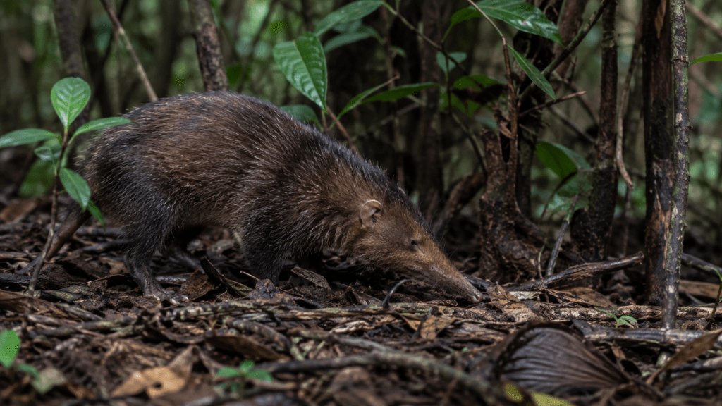 Hispaniolan solenodon in native Dominican forest habitat, representing the threatened wildlife of the Dominican Republic