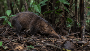 Hispaniolan solenodon in native Dominican forest habitat, representing the threatened wildlife of the Dominican Republic