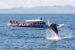 Humpback whale watching excursion in Samaná Bay Dominican Republic
