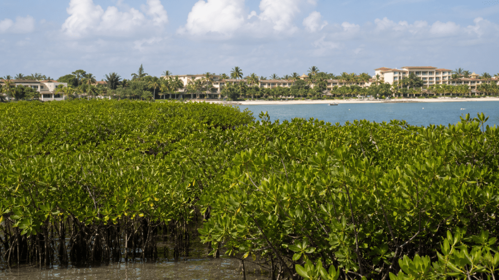 Mangrove forest along the Dominican Republic coast, illustrating the connection between natural capital, tourism and the economy