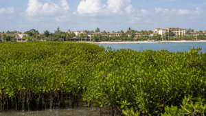 Mangrove forest along the Dominican Republic coast, illustrating the connection between natural capital, tourism and the economy