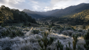 Frost-covered landscape in Valle Nuevo, Dominican Republic, with pine forests and rugged highland mountains at dawn