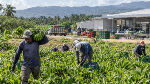 Workers harvesting crops on a Dominican Republic farm with produce crates, transport trucks and a food-processing facility in the background