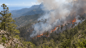 Forest fire in Sierra de Bahoruco National Park near Hoyo de Pelempito