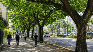 Urban trees providing shade along a public street in Santo Domingo