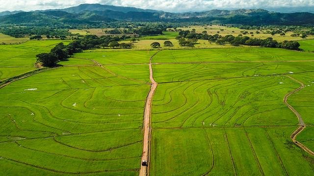 Dominican Republic, rice imports, rice tariffs, Luis Abinader, DR-CAFTA, United States, trade policy, agriculture, food security